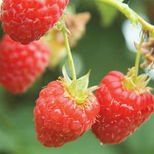 Canby Raspberry (Rubus) Live Bareroot Fruiting Vine (1-Pack)