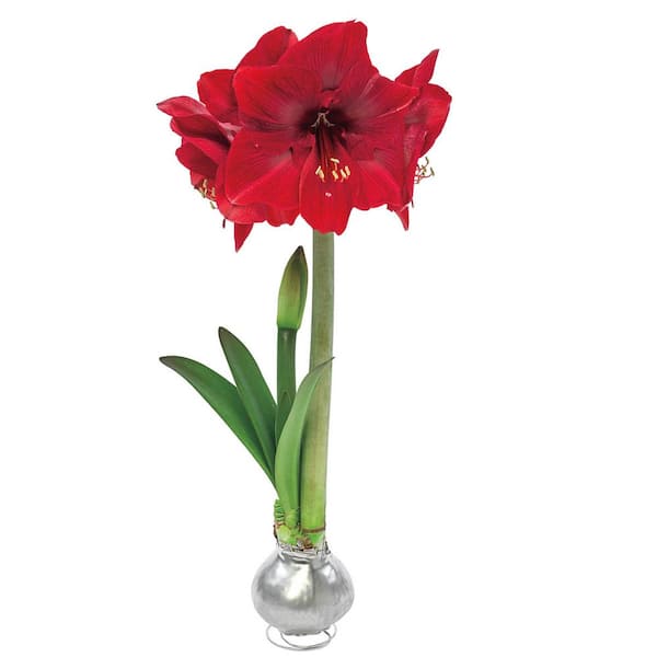 Breck's Silver Waxed 30 cm to 32 cm Red Flowering Amaryllis Bulb (1-Pack)