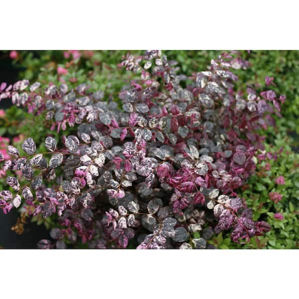 PROVEN WINNERS 2 Variegated Jazz Loropetalum Shrub with Pink and White Variegated Foliage - Home Depot