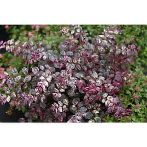 2 Gal. Variegated Jazz Hands Loropetalum Shrub with Pink and White Variegated Foliage