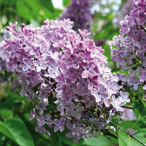 VAN ZYVERDEN Lilac Purple Root Stock (1-Set)