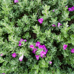 #1 Container Green Cloud Texas Sage Shrub (4-pack)