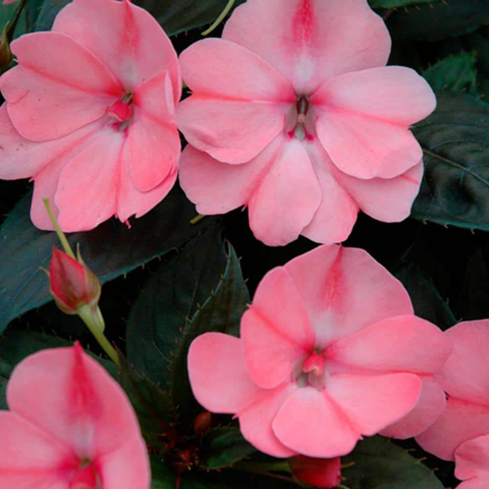 SunPatiens 2 Gal. Compact Blush Pink SunPatiens Impatiens Outdoor