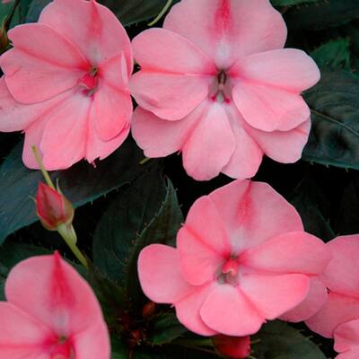 2 Gal. SunPatiens Pink Impatien Outdoor Annual Plant with Pink Flowers in 12 In. Hanging Basket