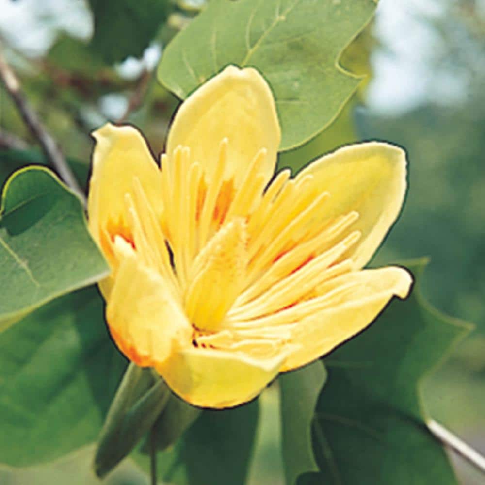 Spring Hill Nurseries Green Foliage Tulip Poplar Tree (Liriodendron) LIve Bareroot Shade Tree