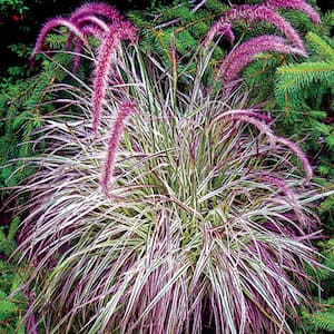 2 in. Pot Cherry Sparkle Purple Fountain Grass (Pennisetum), Live Deciduous Plant, Perennial Grass (1-Pack)