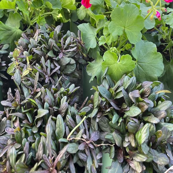 OnlinePlantCenter 1 gal. Chocolate Chip Bugleweed Ajuga Perennial Plant  with Blue Flowers AJUG002G1 - The Home Depot