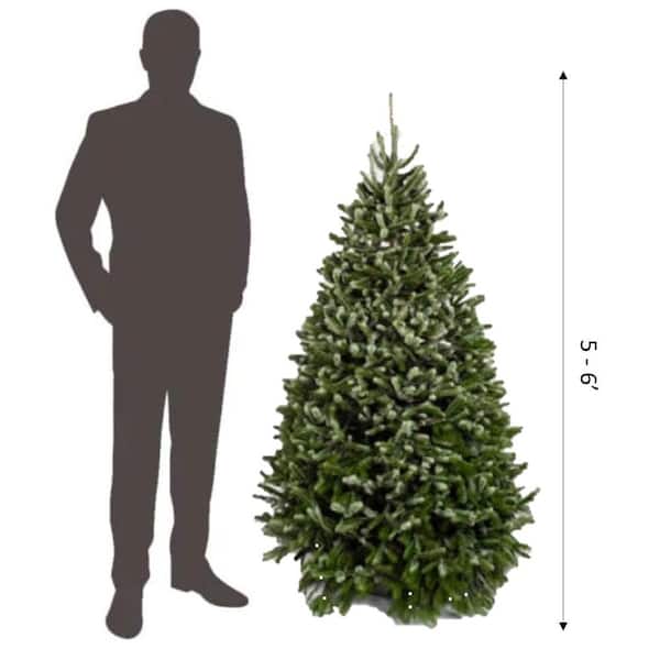 Online Orchards 5 Ft To 6 Ft Freshly Cut Turkish Fir Live Christmas Tree Real Natural Oregon Grown Chtf506 The Home Depot