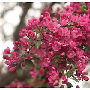 Prairie Fire Flowering Crabapple Tree Bare Root