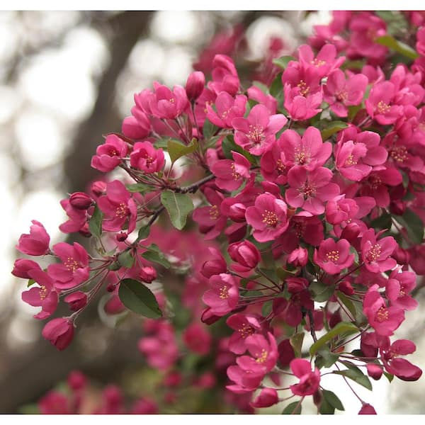 Online Orchards Prairie Fire Flowering Crabapple Tree Bare Root