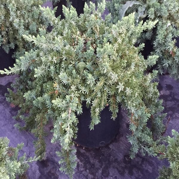 BELL NURSERY 3 Gal. Blue Star Juniper Live Shrub