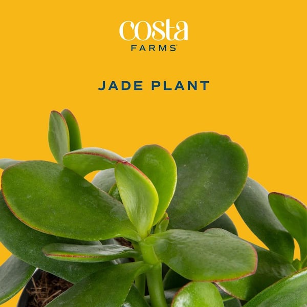 Jade Crassula Indoor Succulent Plants in 4 in. Grower Pot, Avg. Shipping Height 7 in. Tall (2-Pack)