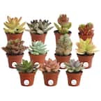 Mini Unique Indoor Succulent Plants in 2 in. Round Grower Pot, Avg. Shipping Height 2 in. Tall (11-Pack)