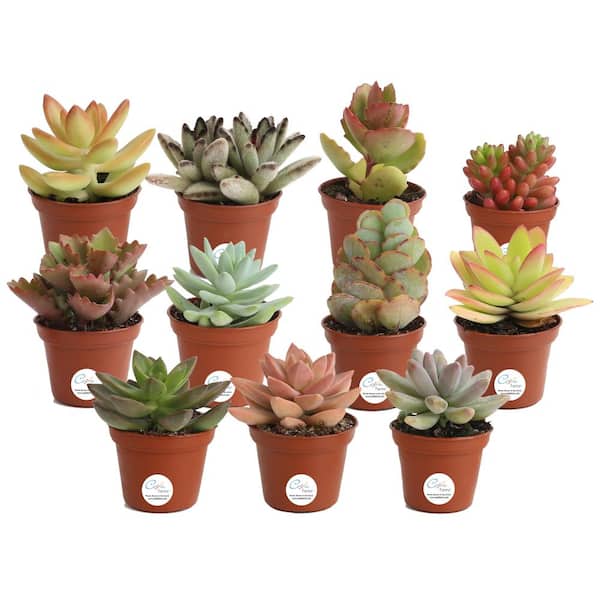 Costa Farms Mini Unique Indoor Succulent Plants in 2 in. Round Grower Pot, Avg. Shipping Height 2 in. Tall (11-Pack)