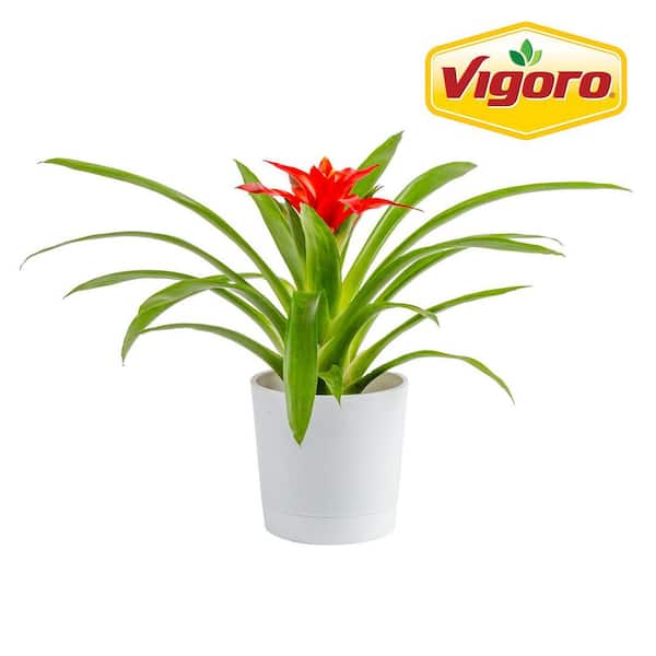 Grower's Choice Bromeliad Indoor Plant in 4 in. Decor Pot, Avg. Shipping Height 1-2 ft. Tall
