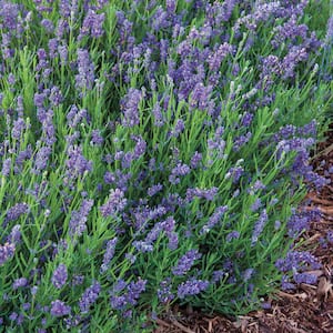 2.50 qt. Pot Big Time Blue English Lavender Lavendula Live Flowering Perennial Plant (1-Pack)
