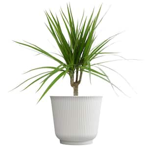 Dracaena Marginata, 6 in. White Decorative Pot, Popular Easy Houseplant, Live Indoor House Plant Gift