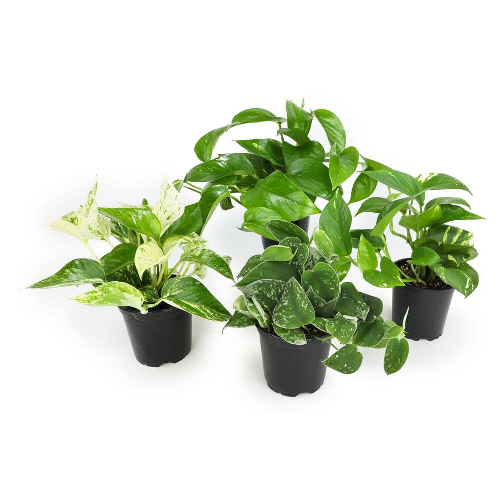 Set of 4 Assorted Pothos in Black Grower Pots