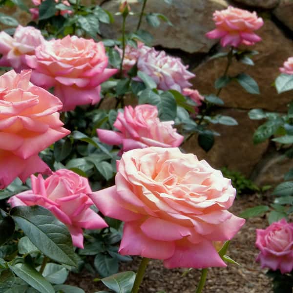 national PLANT NETWORK Bare Root Rose First Prize with Pink