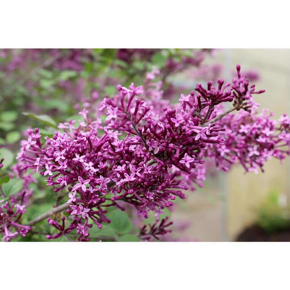 2 Gal. Bloomerang Dark Purple Reblooming Lilac (Syringa) Live Shrub with Deep Purple Flowers price history on PriceWatchPro