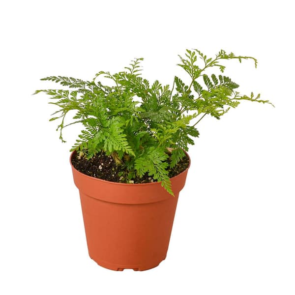 Unbranded Rabbit's Foot Fern (Davallia fejeensis) Plant in 4 in. Grower Pot