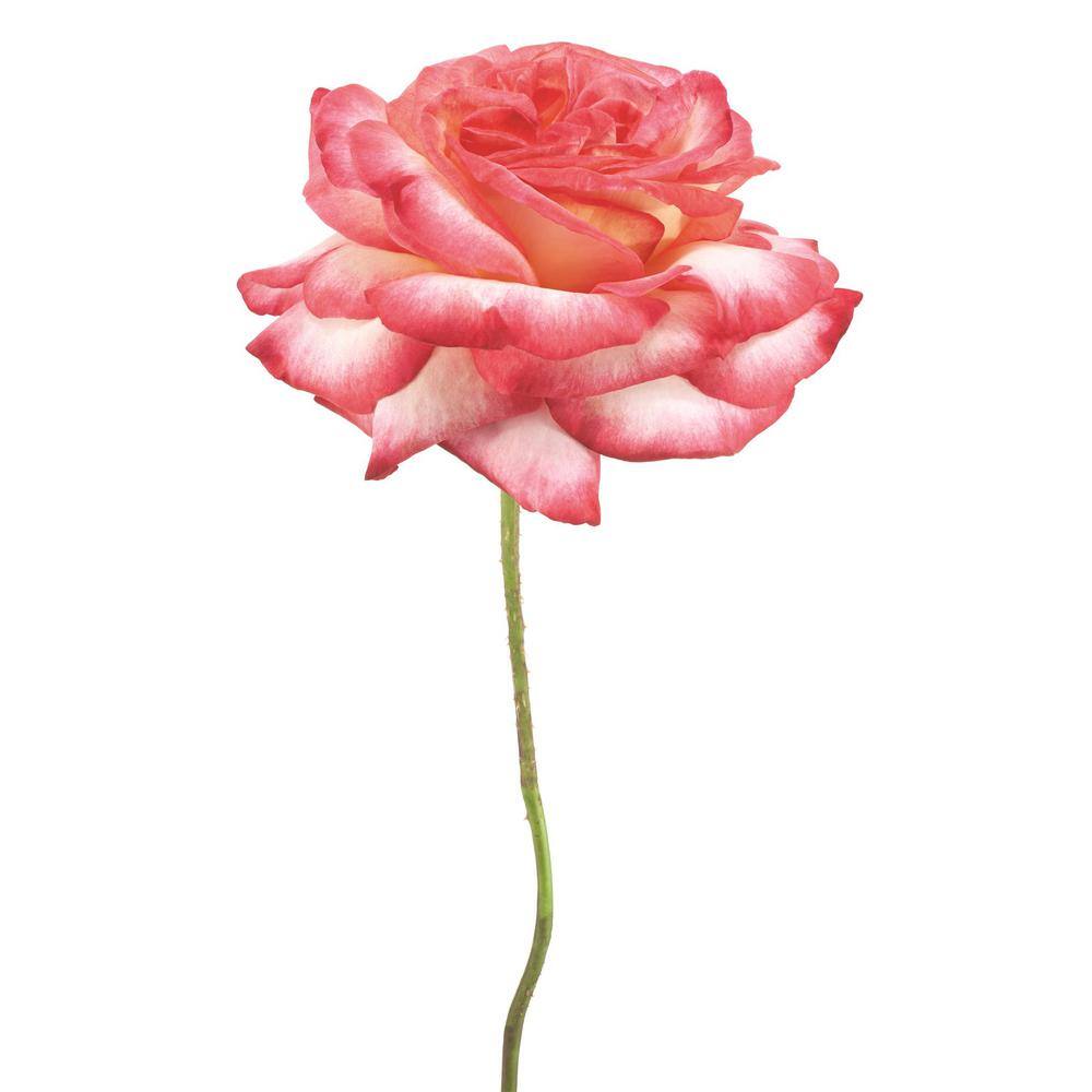 Pink Rose on White Tempered Glass Landscape Wall Art