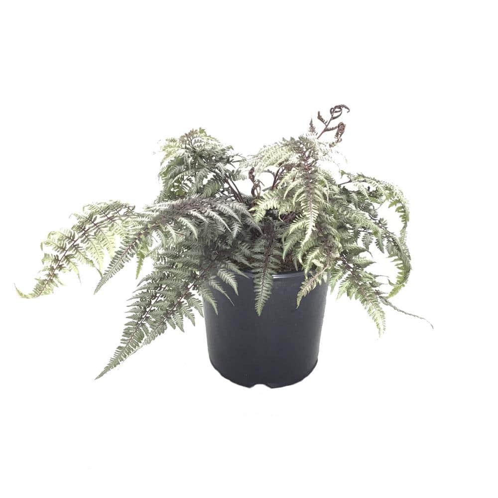 Fern on a White Painted Stand – 100 Main