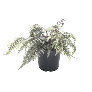Japanese Painted Fern (Live Plant)
