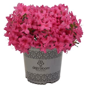 2 Gal. Orchid Showers Deja Bloom Azalea Flowering Shrub with Pink Blooms