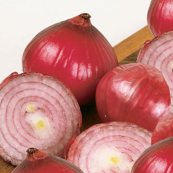 Bonnie Plants 801 Onions-Red Onion Pack