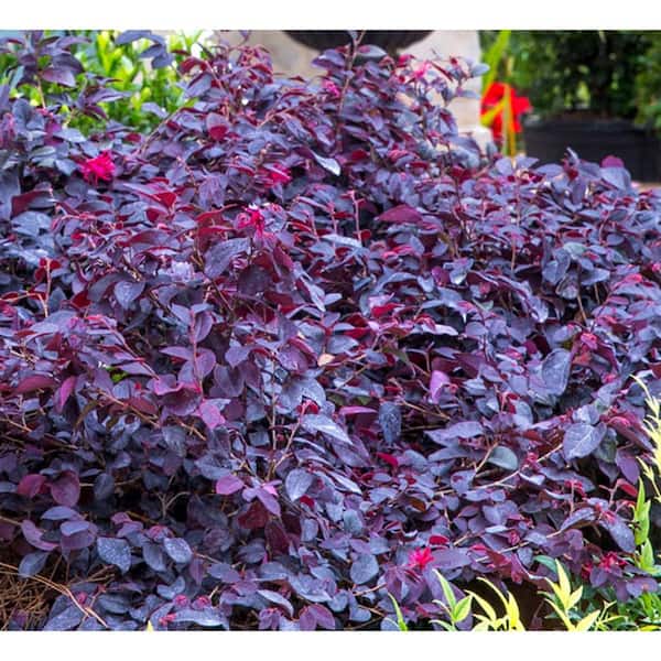 national PLANT NETWORK 2 Gal. Southern Living 'Red Diamond' Loropetalum Plant with Red Blooms