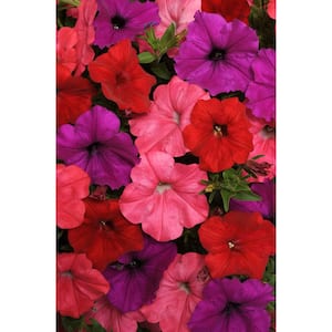 4-Pack South Beach Mix Easy Wave Petunia Annual Plant with Coral, Red, and Violet Flowers