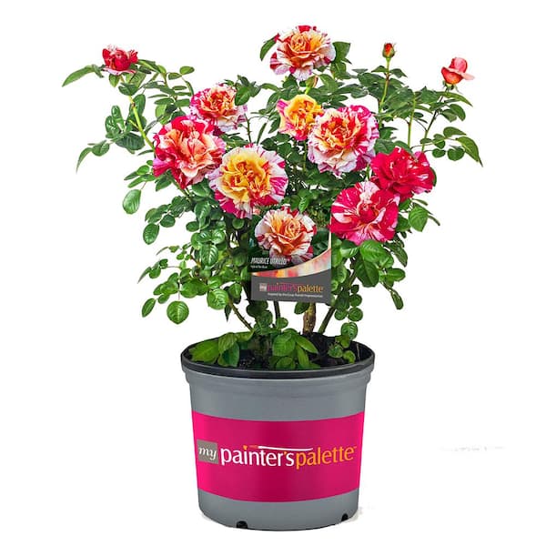 PAINTERS COLLECTION 2 Gal. Maurice Utrillo Rose Plant with Cream, Yellow, and Red Blooms