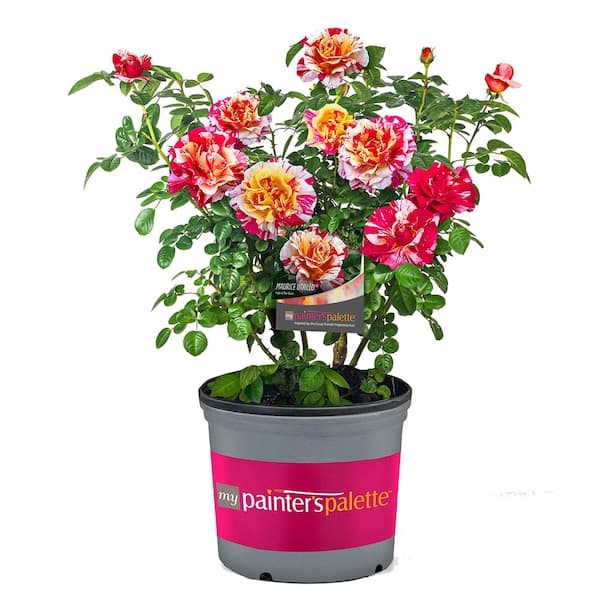 Vigoro 2 Gal. Maurice Utrillo Rose Plant with Cream, Yellow, and Red Blooms