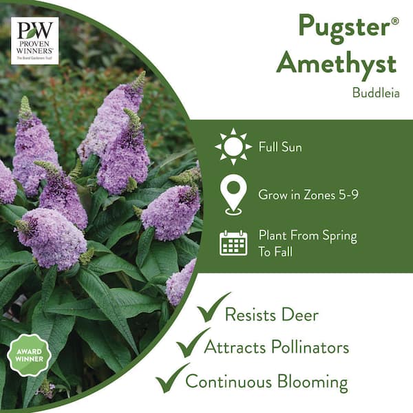 4.5 in. Quart Pugster Amethyst Butterfly Bush (Buddleia) Live Shrub with Purple Flowers