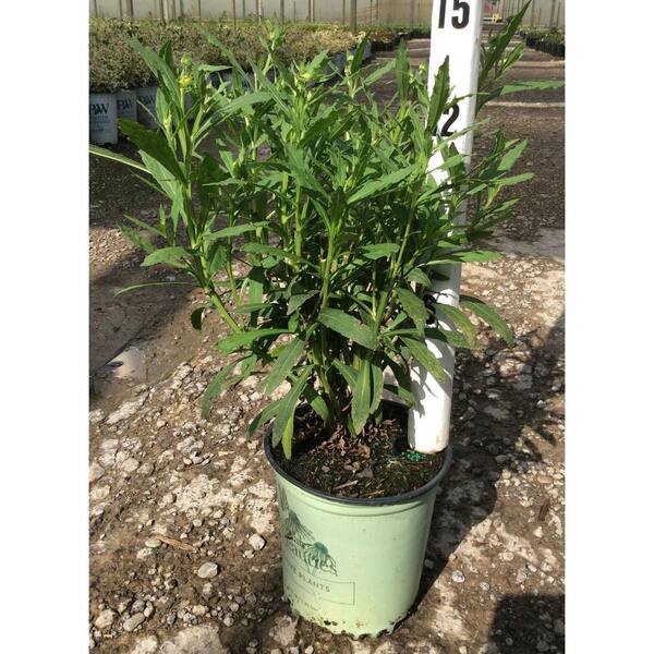AMERICAN BEAUTIES Helen's Flower (Helenium) Double Trouble (Live Plant)