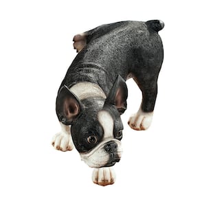 7 in. H Lifting a Leg Naughty Boston Terrier Dog Statue