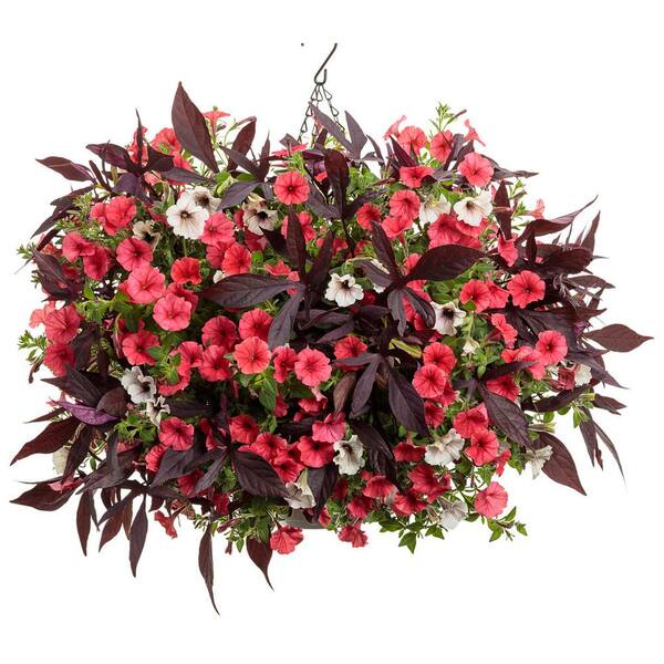 ダイワスカーレット Velozza ZXV (All Sizes) Tires for Sale Online - Vulcan Tire