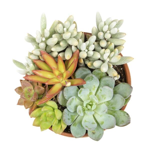 ALTMAN PLANTS 5 in. Succulent Garden in Deep Dish Terra Cotta Clay