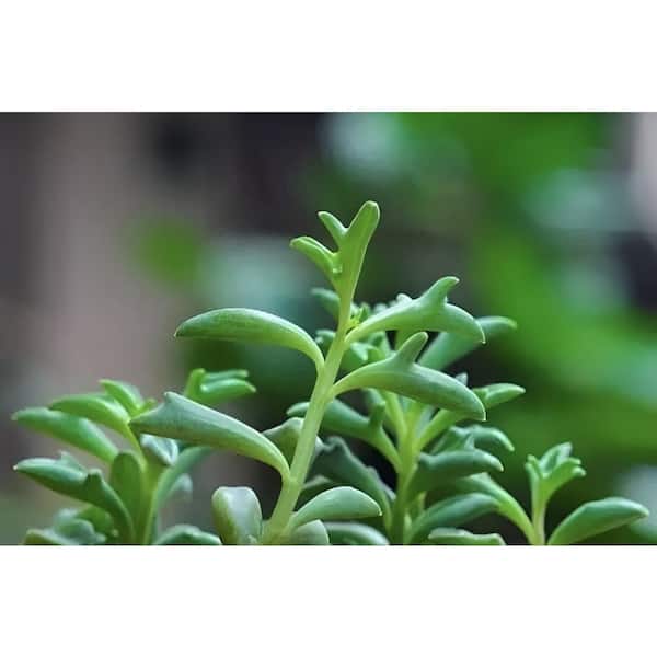 Unbranded Senecio Peregrinus with White Flowers, Indoor Succulent Plants in 5 in. Grower Hanging Pot