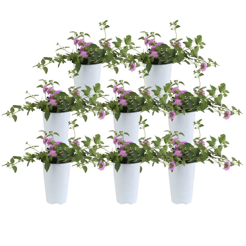 Costa Farms 1 Qt. Purple Lantana Flowers in Grower Pot (8-Pack) 4LANTPUR8PK