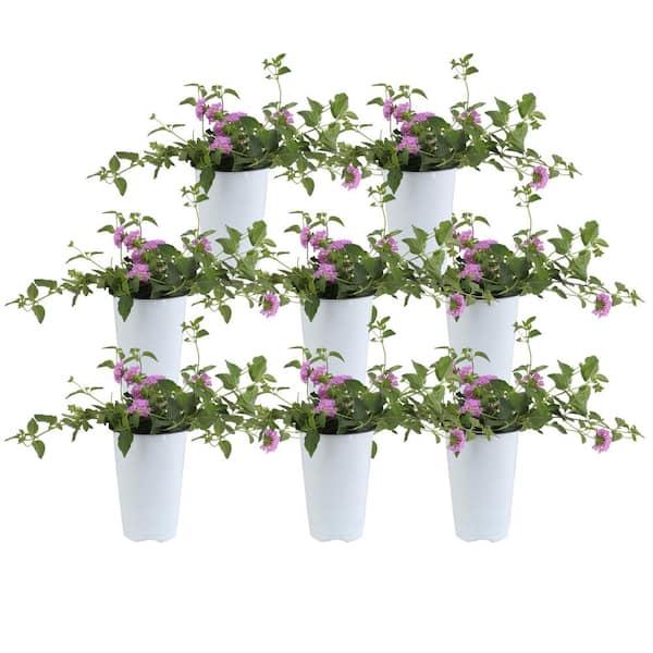 Costa Farms Purple Lantana Outdoor Flowers in 1 Qt. Grower Pot, Avg. Shipping Height 10 in. Tall (8-Pack)