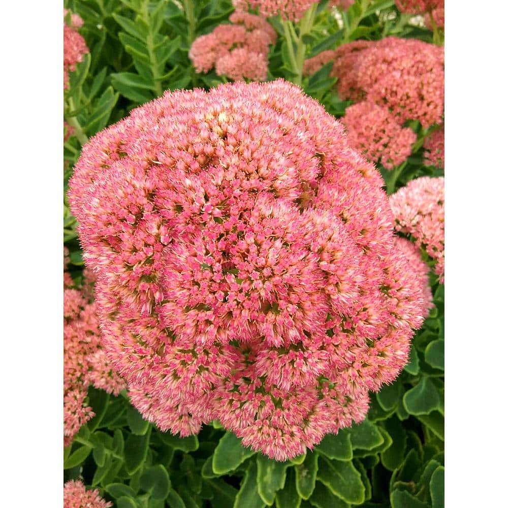 2.5 qt. Sedum X. Autumn Joy Perennial Plant with Pink Flowers-(1-Pack)