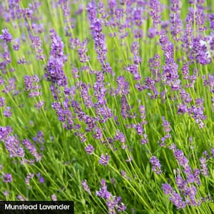 Munstead Lavender (Lavendula), Live Bareroot Perennial Plant, Purple Flowers (1-Pack)