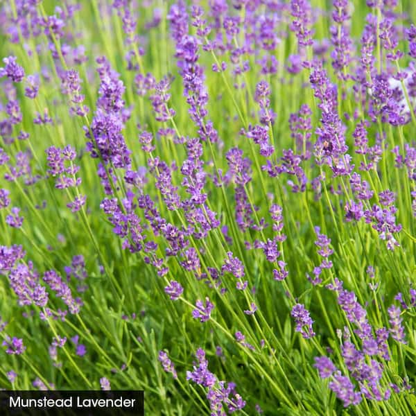 Spring Hill Nurseries Munstead Lavender (Lavendula), Live Bareroot Perennial Plant, Purple Flowers (1-Pack)