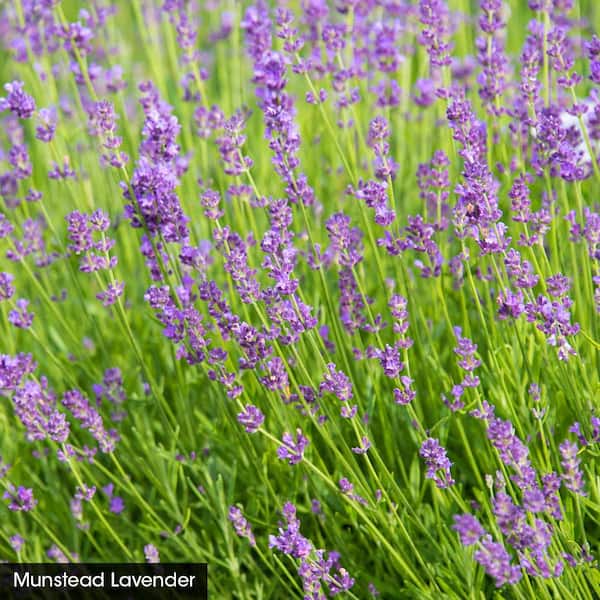 Spring Hill Nurseries 4 in. Pot, Munstead Lavender, Live Potted Perennial Plant (1-Pack)