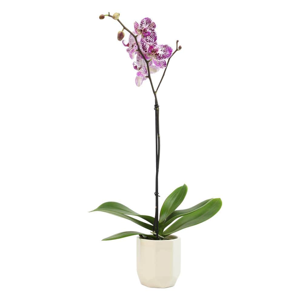 Multicolor Phalaenopsis Orchid in White Ceramic Pot