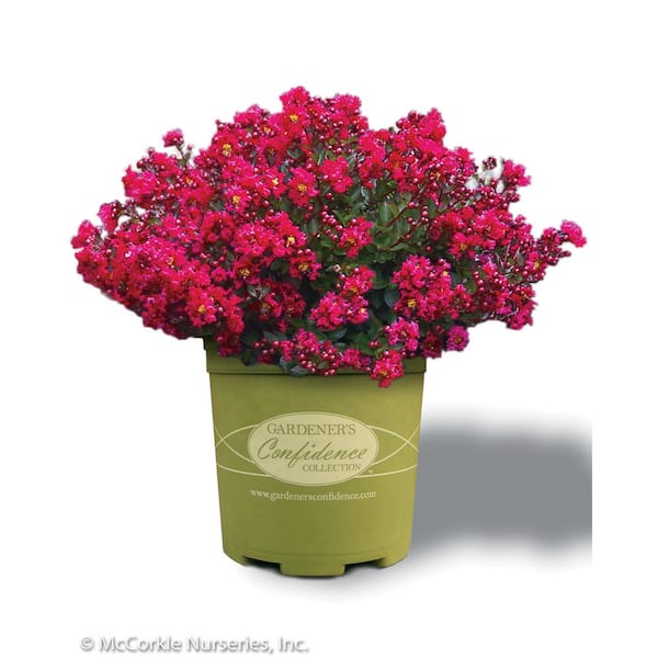 MCCORKLE 2 Gal. Cherry Dazzle Crape Myrtle Dwarf Live Shrub (Lagerstroemia) with Cherry Red Flowers, Decidous