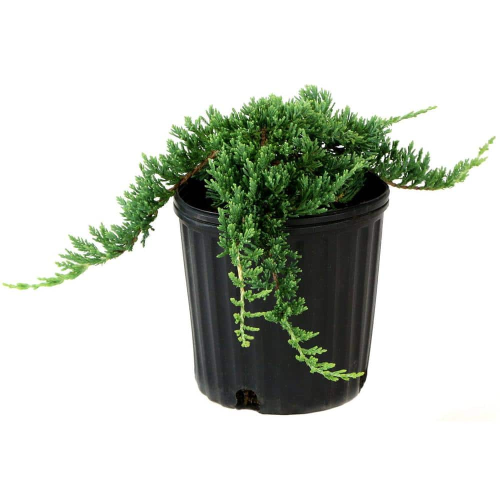 national PLANT NETWORK 2.25 Gal. Blue Rug Juniper Plant HD7489 - The ...