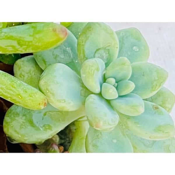 11 in. Small Wicker Soilless Succulent Plant Flower Basket